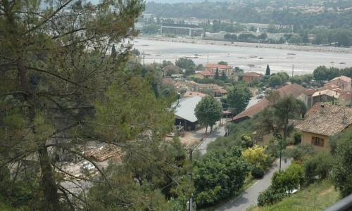 La vigne sous les pins