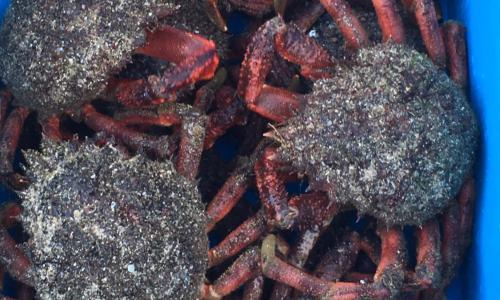 Appartement Port de Tréboul