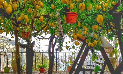 Il Limoneto di Lulù, holidays among the lemon trees