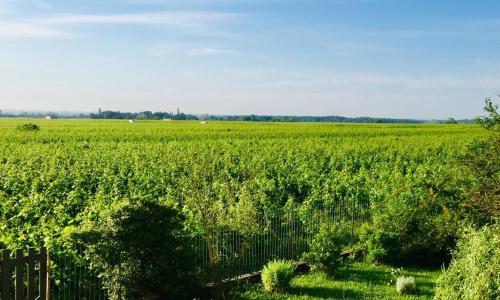 Appartement avec vue sur les vignes à Gevrey