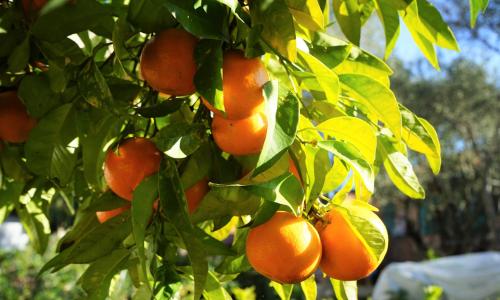 La Casa dell'Arancio