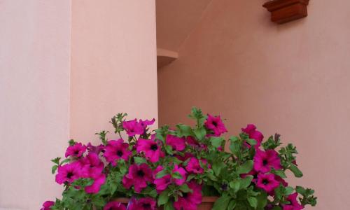 Le Petit Coin De Maison Chante Lune