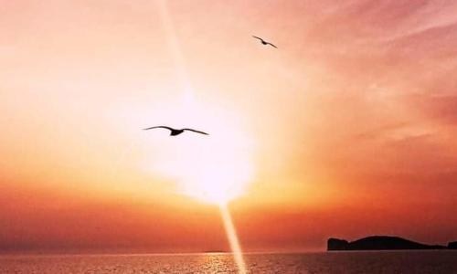 Quedar-se a l'Alguer