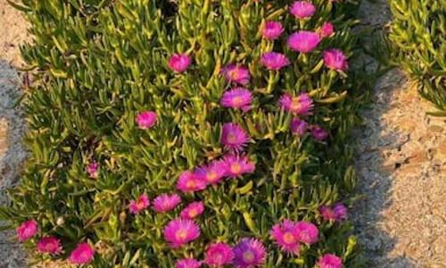 Cà dei Pòi - loft Stella Marina