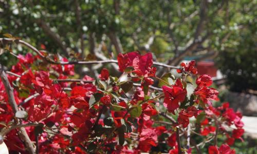 Les Jardins De Santa Giulia - Charmante chambre d'hôte