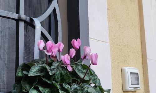 Il Cortile della Patrona