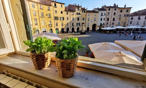In Anfiteatro. Vivere Lucca immersi nella storia