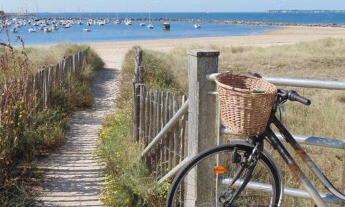 L'Armor les pins