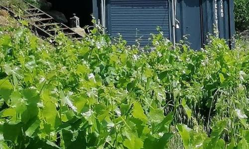 Conteneur face aux vignes