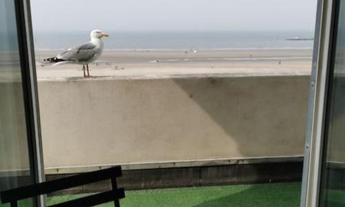 Villa faidherbe, malo face à la mer