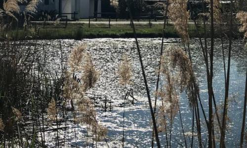 Campagne Camarguaise