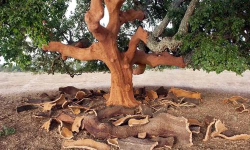 SOLEMARE Rooms - CAMERA SUGHERO