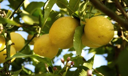 B&B Il Giardino di Gabri