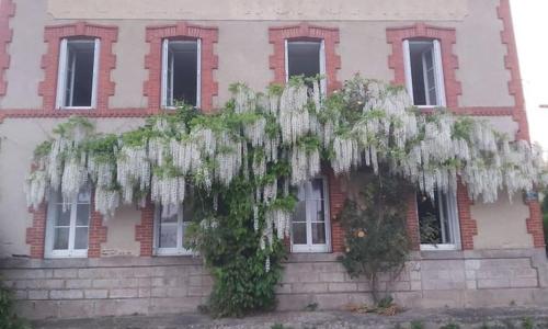 les glycines