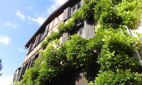 Nid douillet au cœur du vignoble alsacien
