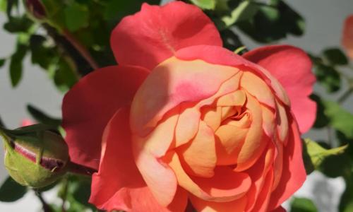 Studio dans les pins