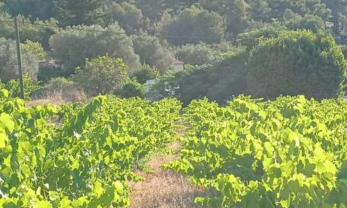 Maison à la Naronne