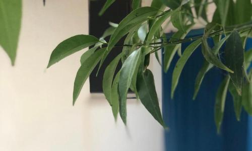 Le stanze di Ludovica