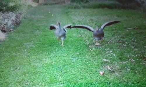 Miloute à la Montagne