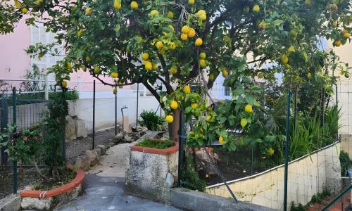 Appartement avec jardin - Le Citronnier