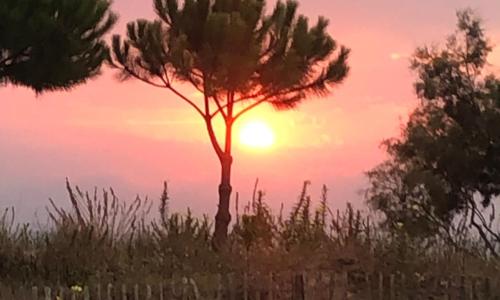 Pieds dans l eau en Camargue