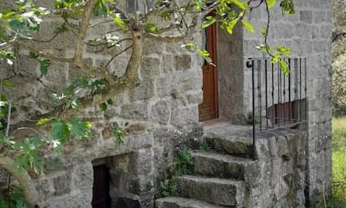 Bergerie en pierres et oliveraie