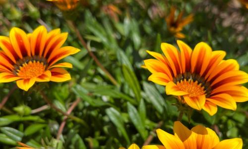 Hôtel les jardins de Sta Giulia avec piscine