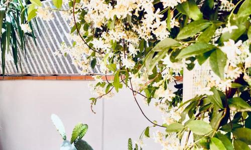 SeiUndici Mondello Home