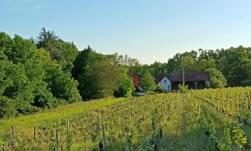 Gîte au milieu des vignes