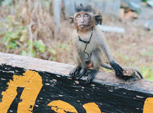 Monkey Bungalow, Ко Ланта