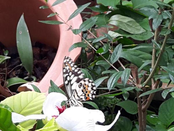 Home Baan Chiang Mai : photo 2 de la chambre maison de vacances