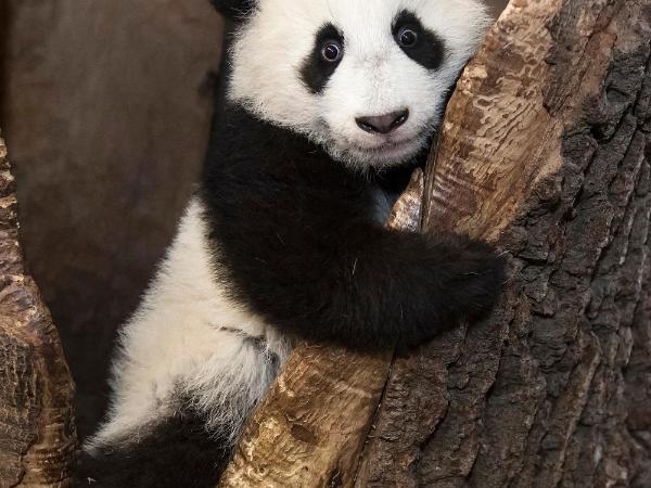 Club Hotel Cortina : photo 1 de la chambre offre spéciale - chambre familiale avec billet pour le zoo (2 adultes + 1 enfant)