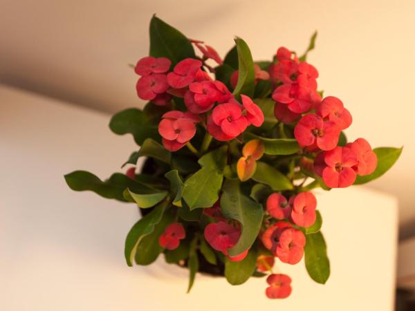 Guesthouse Casa Vittoria : photo 2 de la chambre chambre deluxe