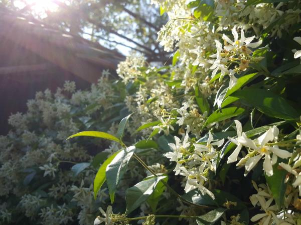 Residence Villaggio Verde : photo 6 de la chambre bungalow Économique