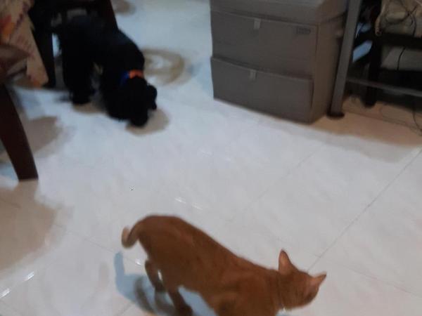 Home Baan Chiang Mai : photo 4 de la chambre maison de vacances