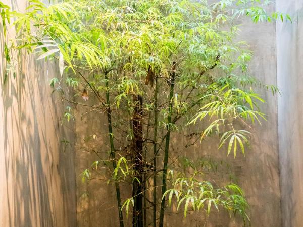 courtyard@TC : photo 1 de la chambre chambre lits jumeaux standard avec vue sur jardin