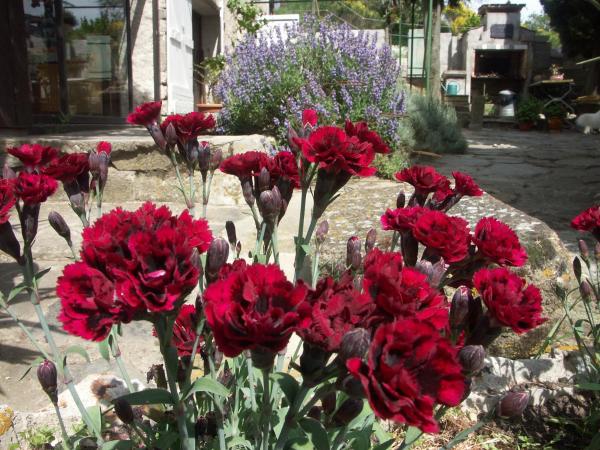 Ecuries Sainte Croix : photo 5 de la chambre appartement - rez-de-chaussée