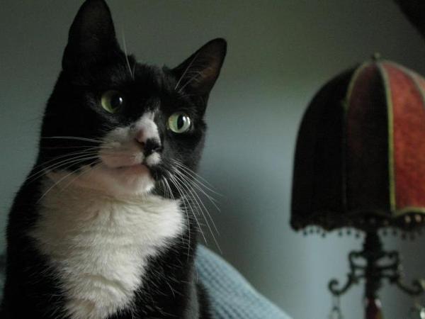 The Harlem Flophouse : photo 2 de la chambre chambre double