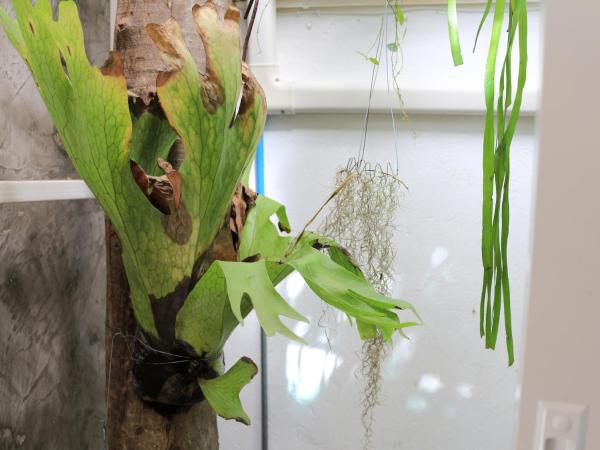 Changmoi House (Little Village) : photo 7 de la chambre villa standard