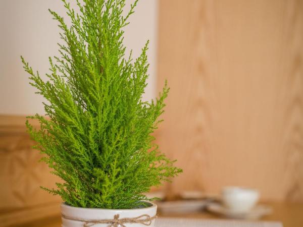 Willa Góralsko Riwiera : photo 9 de la chambre chambre triple deluxe