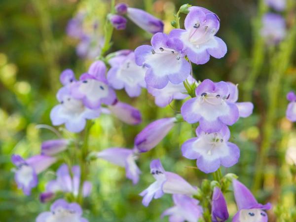 Hôtel Mac Bed : photo 6 de la chambre chambre triple avec 3 lits simples