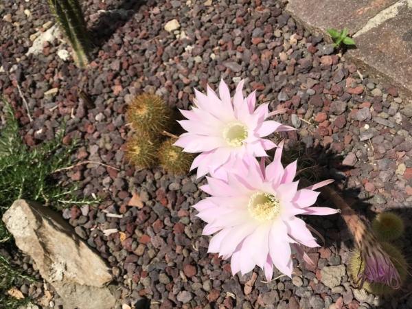 B.E.A. Maison : photo 8 de la chambre chambre lit king-size deluxe