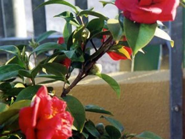 Residence Viale Venezia : photo 8 de la chambre studio