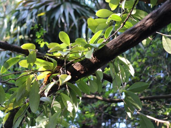 Casa Kin33 : photo 8 de la chambre bungalow standard avec ventilateur