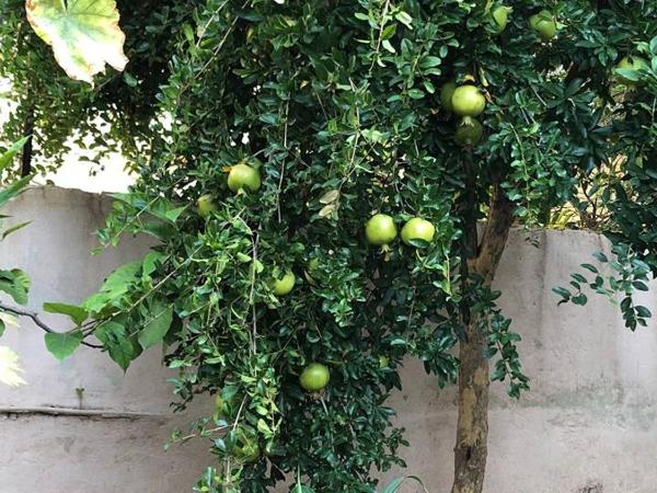 Little cottage : photo 8 de la chambre studio