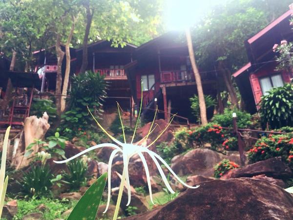 Phi Phi Green Hill Resort : photo 4 de la chambre chambre double deluxe