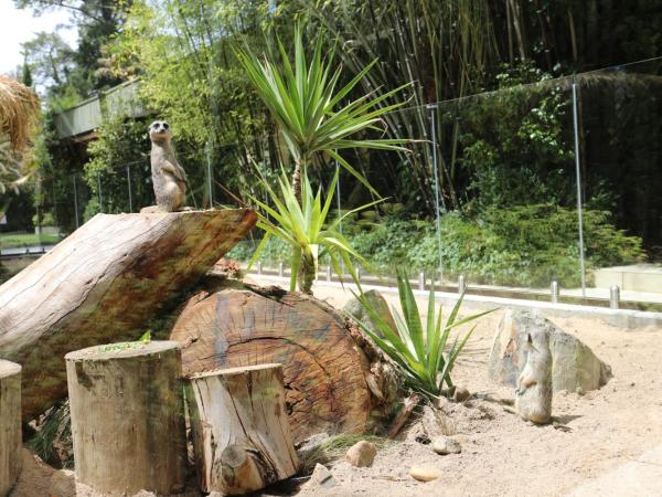 Jamala Wildlife Lodge : photo 3 de la chambre meerkat family suite