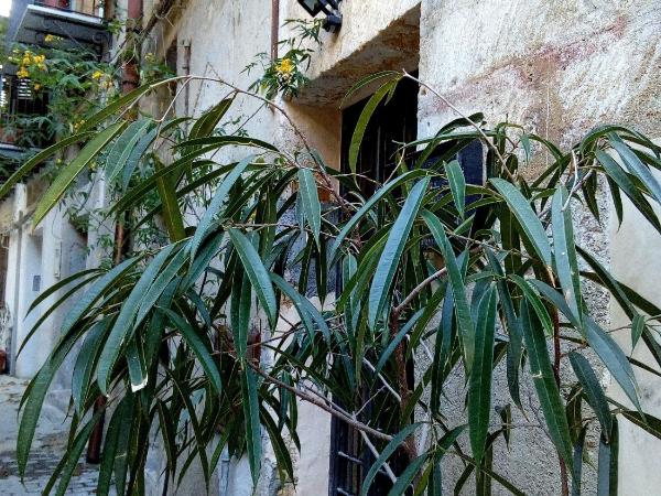 Arimatea Accommodations : photo 1 de la chambre chambre lit king-size - vue sur jardin