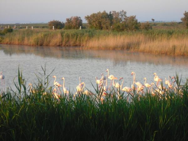 chambre les flamants vue sur les étangs petit déjeuner compris : photo 7 de la chambre chambre double – vue sur lac