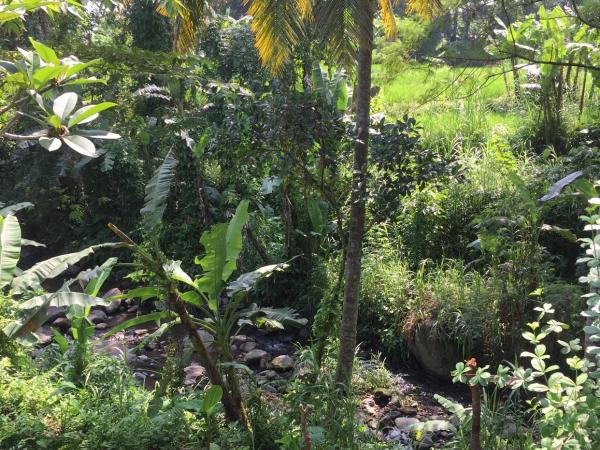 Omah SunFlower : photo 10 de la chambre chambre lit queen-size deluxe